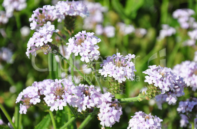 Steifes Eisenkraut (Verbena rigida)