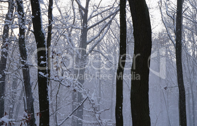 Winterwald mit Schneenebel