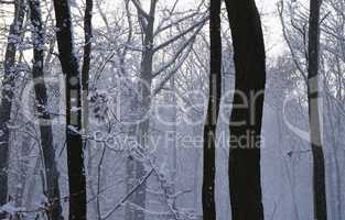 Winterwald mit Schneenebel