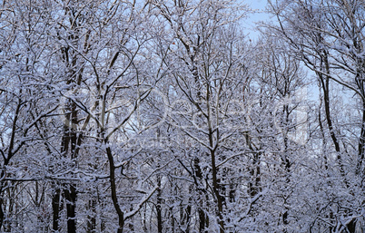 Winterwald mit blauem Himmel