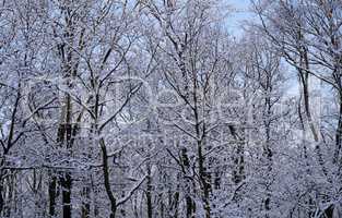 Winterwald mit blauem Himmel