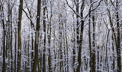 Winterwald mit dunklen Bäumen
