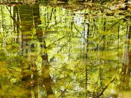 Waldtümpel mit Spiegelung