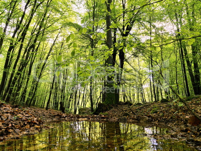 Waldtümpel mit Spiegelung