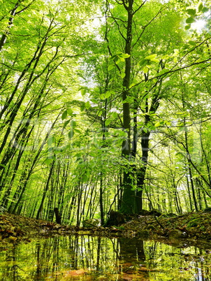 Waldtümpel mit Spiegelung