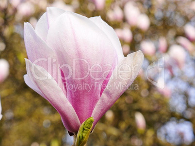 Magnolienblüte