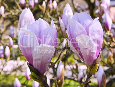 Magnolienblüte