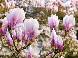 Magnolienblüte