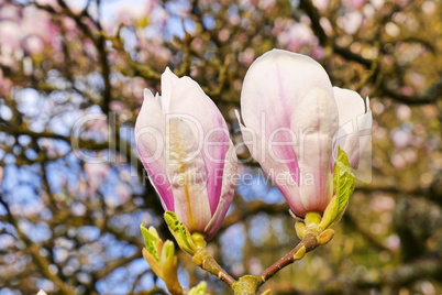 Magnolienblüte