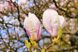 Magnolienblüte