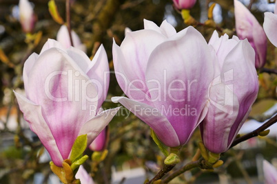 Magnolienblüte