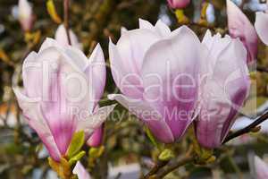 Magnolienblüte