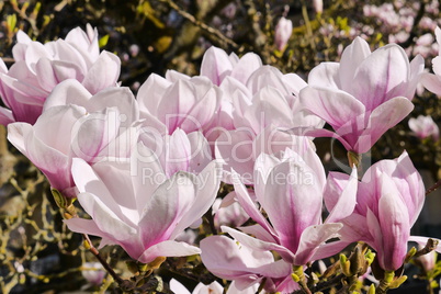 Magnolienblüte