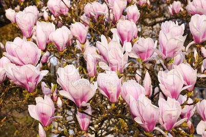 Magnolienblüte