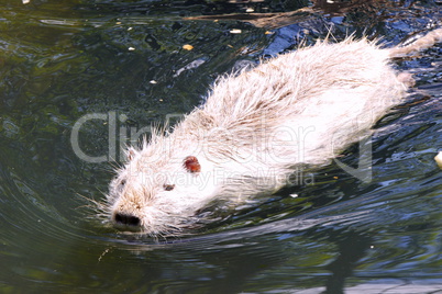 Nutria (Myocastor coypus)