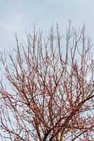 Cherry plum tree in early bloom