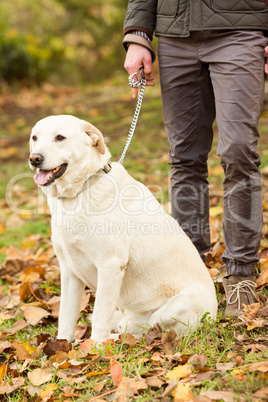 Senior man with his dog in park