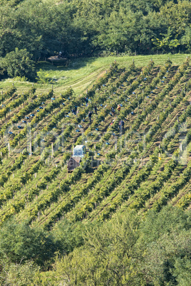 Grapes harvest