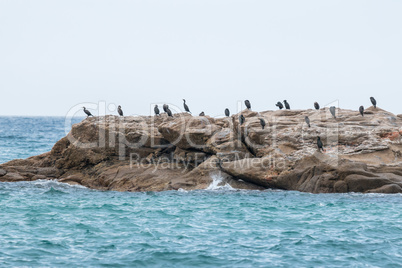 colony of cormorants
