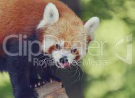 Red Panda