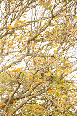 Golden Leaves on branches