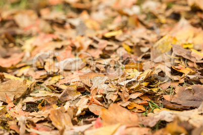 Dead leaves on the ground