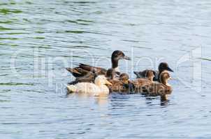 Entenfamilie im Wasser