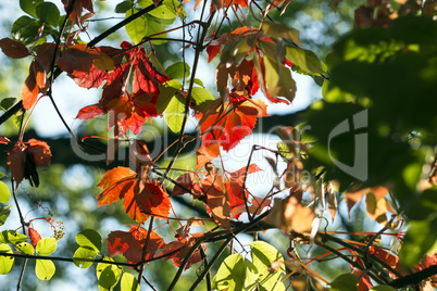 Herbststimmung