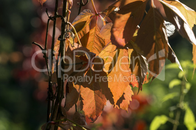 Herbstblätter