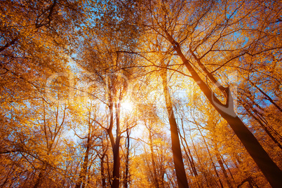 sun shining through tree branches