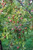 Apple tree