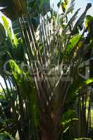 Palme Bambus Blatt Fächer Busch Gebüsch