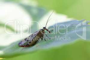 Skorpionsfliege - Panorpidae