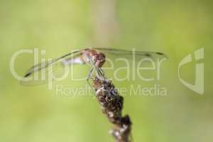 Große Heidelibelle - Sympetrum striolatum