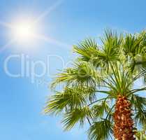 tropical palm on background of blue sky