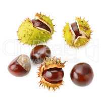 Chestnut fruits isolated on white background