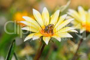 bee on a beautiful flower