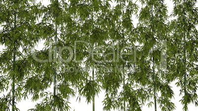 Bamboo background - 3D render