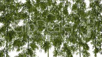 Bamboo background - 3D render