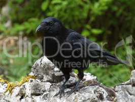 Carrion crow, corvus corone