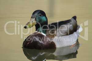 Male mallard or wild duck, anas platyrhynchos, portrait