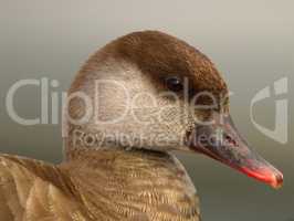 Red-crested female pochard duck, netta rufina