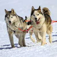 Husky sled dog team at work