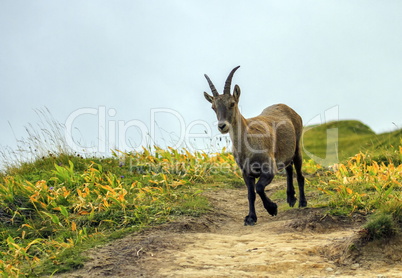 Female wild alpine, capra ibex, or steinbock
