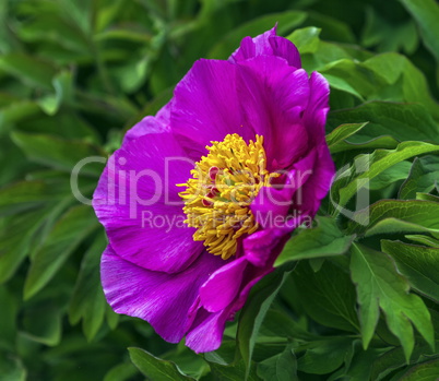 European or common peony, paeonia officinalis, flower