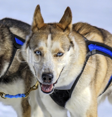 Husky sled dog at work