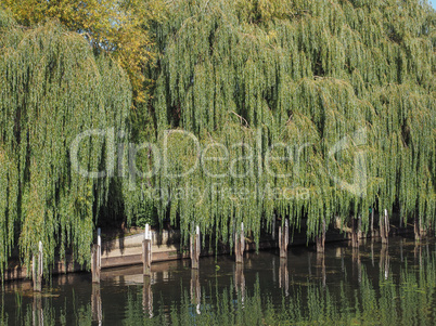Weeping Willow tree