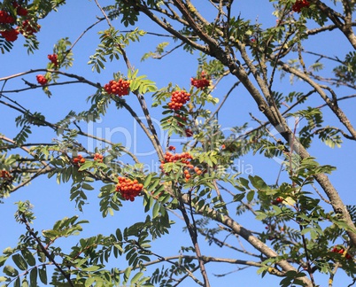 Vogelbeerbaum