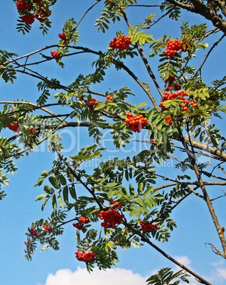 Vogelbeeren am Baum