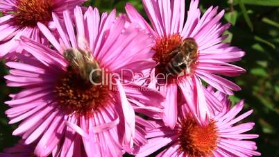 bee sitting on the aster